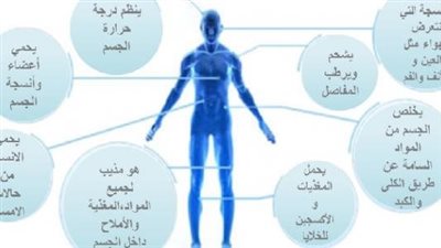 أهمية الماء في جسم الإنسان