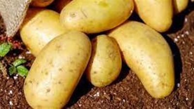 فوائد وأضرار البطاطا