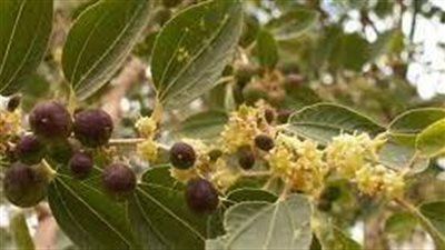 أضرار شرب السدر