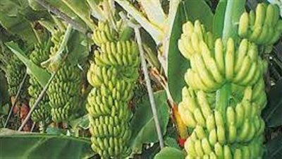 خطوات زراعة الموز 