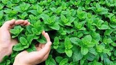 خطوات زراعة النعنع 