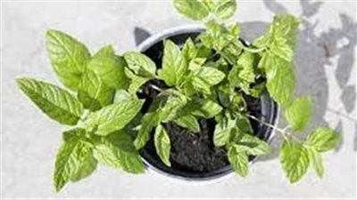 خطوات زراعة النعناع 